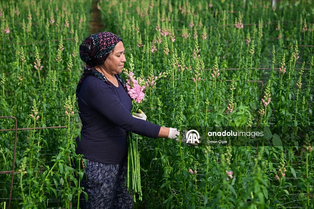 Kesme çiçek ihracatında "aslanağzı" alternatif oldu