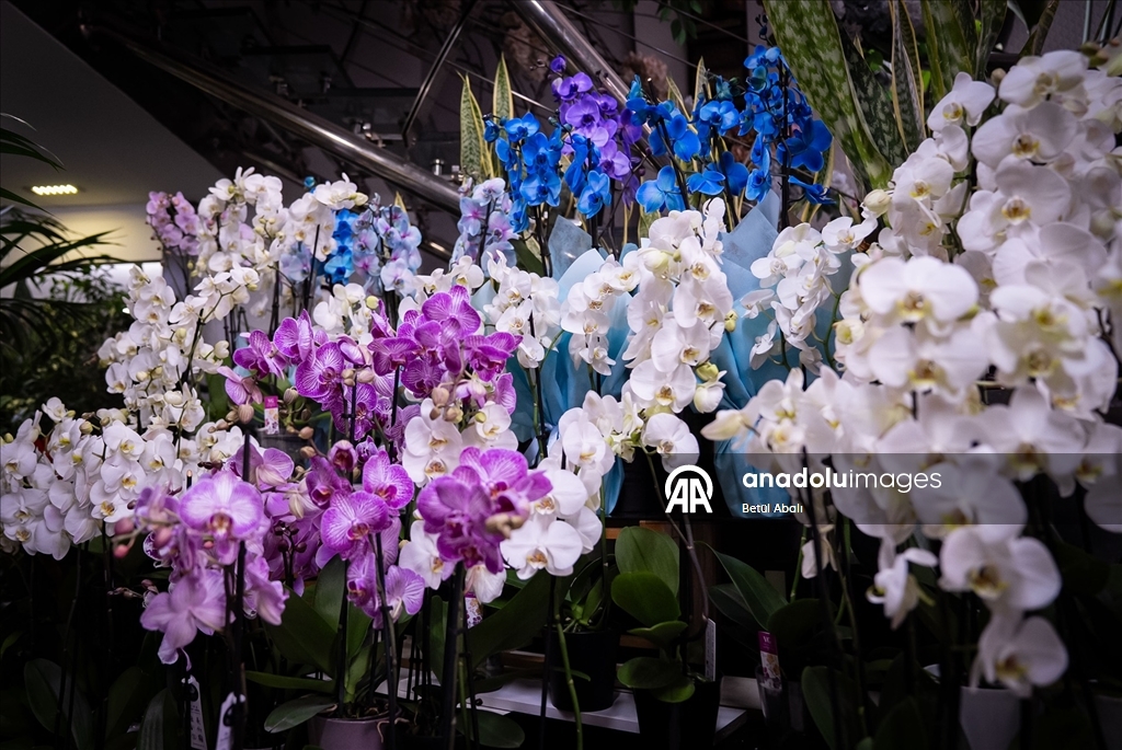 Sevgililer Günü'nün yeni trendi orkide ve kelebek buketler oldu