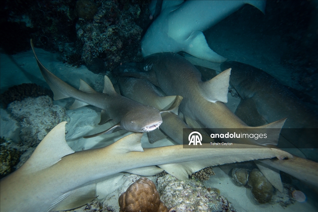 "قرش الحوت" يساهم بازدهار سياحة "الغوص" في جزر المالديف