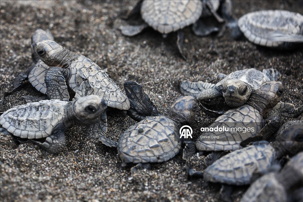 500 Olive Ridley sea turtles released into ocean in Philippines to raise conservation awareness 