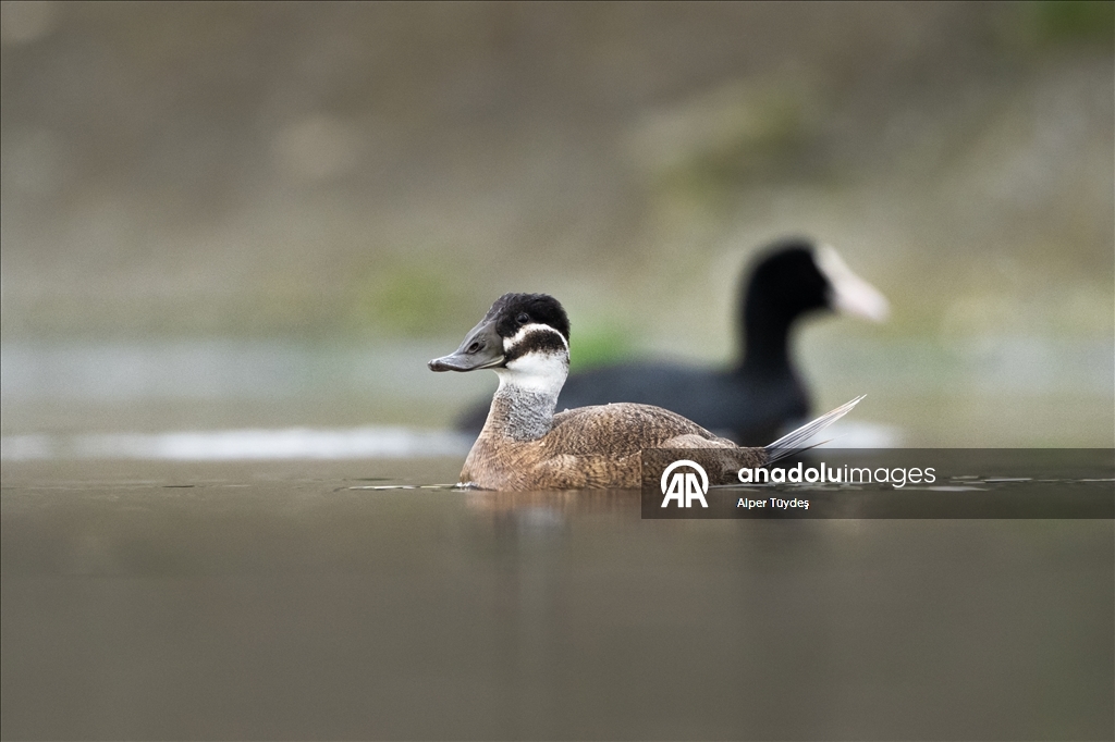 Редкие белоголовые савки замечены в турецком Коджаэли