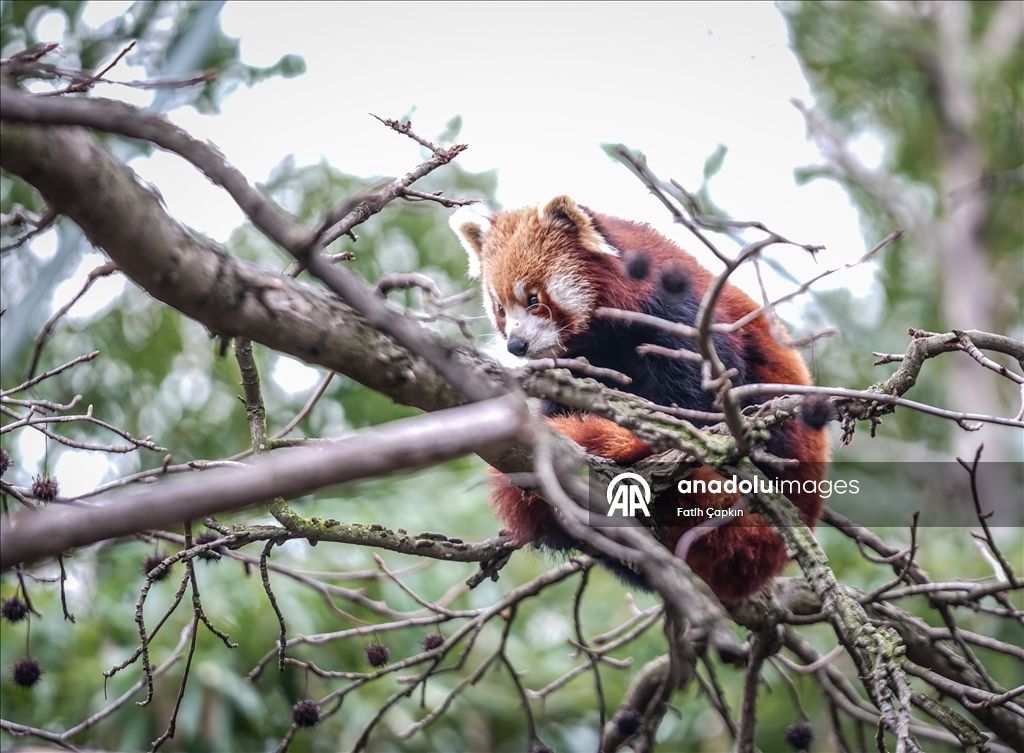 Bursa Hayvanat Bahçesi'nde kırmızı panda yavrularına özenle bakılıyor