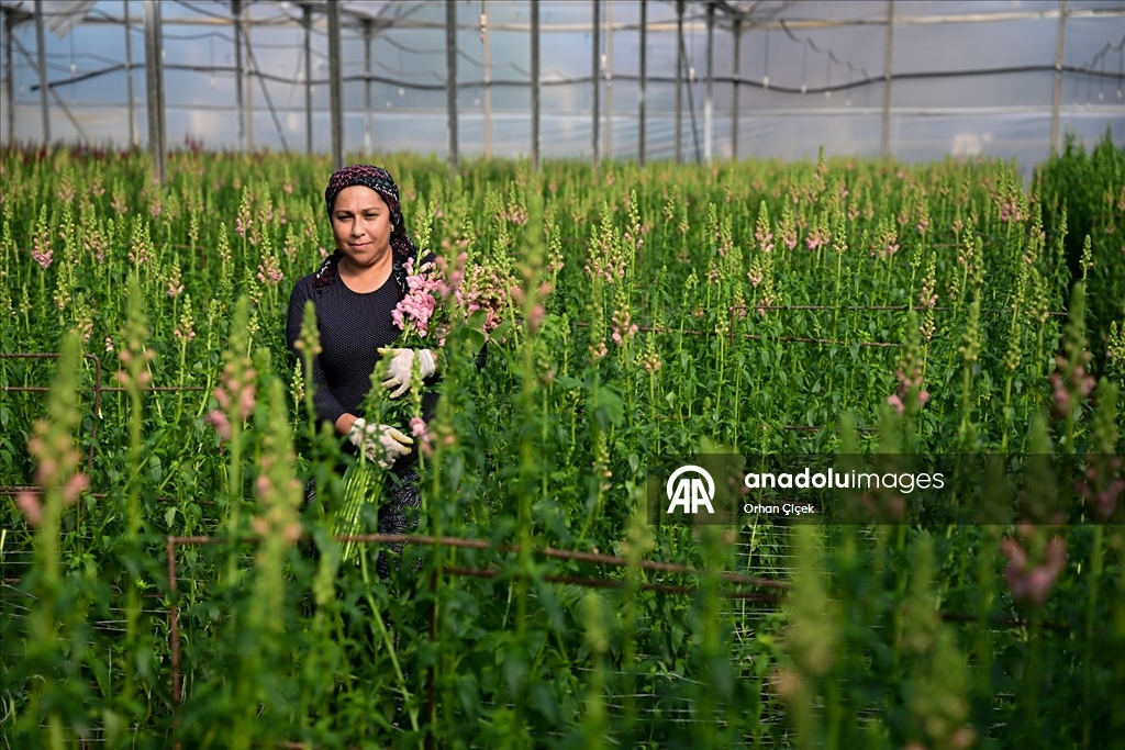 Kesme çiçek ihracatında "aslanağzı" alternatif oldu