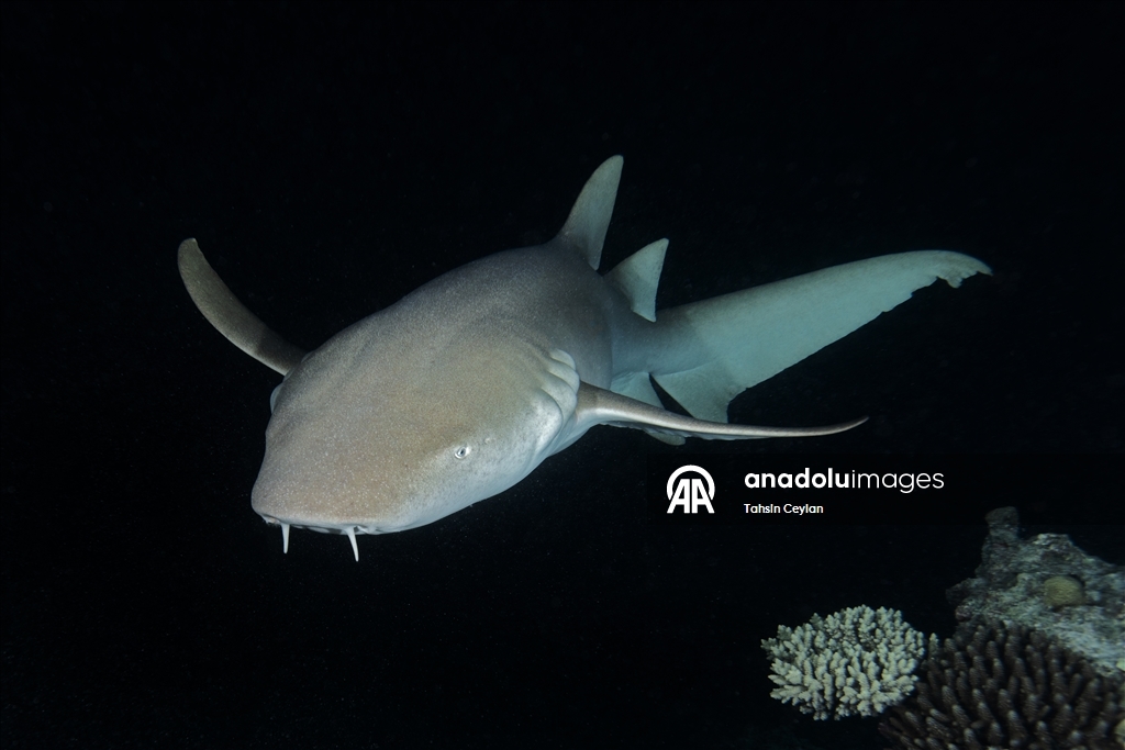 "قرش الحوت" يساهم بازدهار سياحة "الغوص" في جزر المالديف