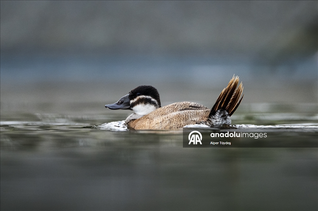 Редкие белоголовые савки замечены в турецком Коджаэли