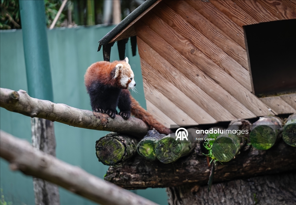 Bursa Hayvanat Bahçesi'nde kırmızı panda yavrularına özenle bakılıyor