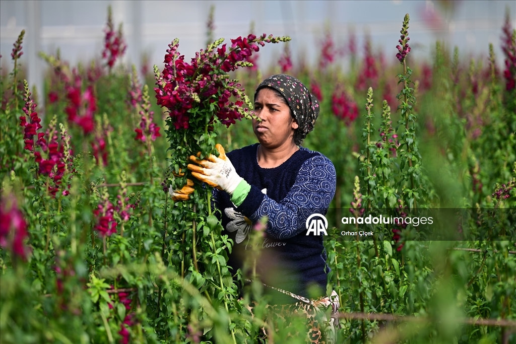 Kesme çiçek ihracatında "aslanağzı" alternatif oldu