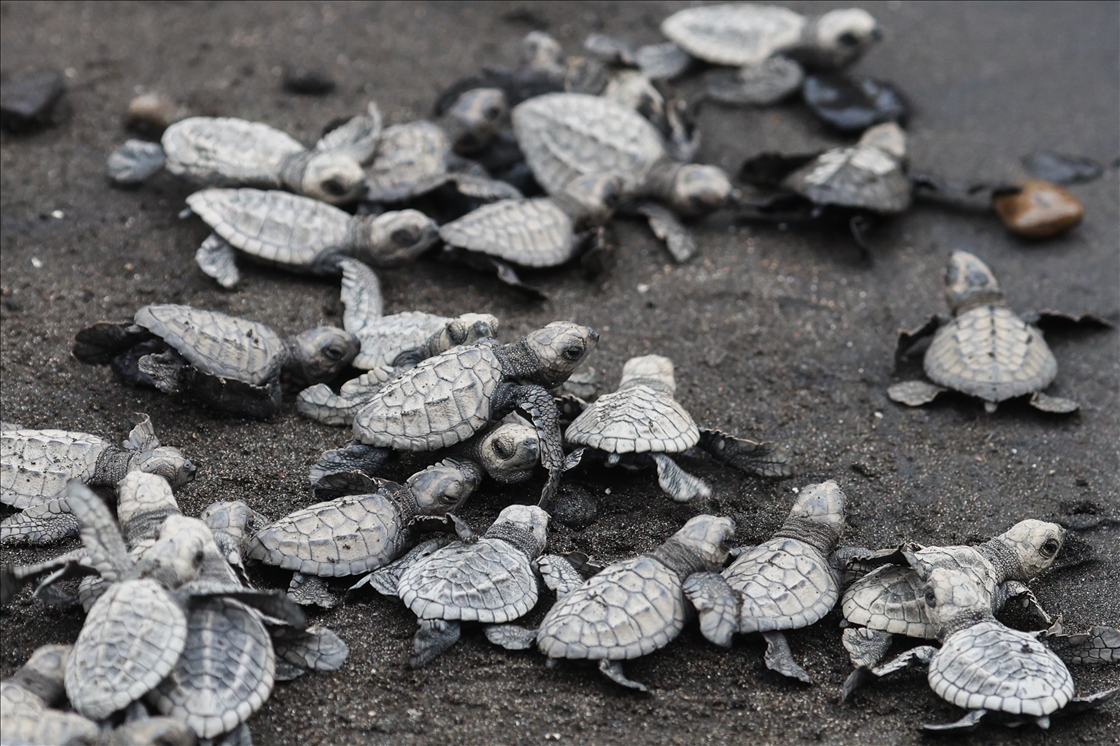 500 Olive Ridley sea turtles released into ocean in Philippines to raise conservation awareness