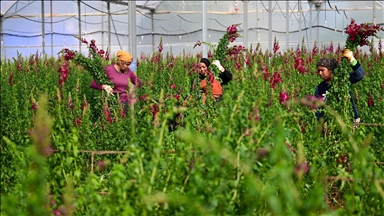 Kesme çiçek ihracatında "aslanağzı" alternatif oldu