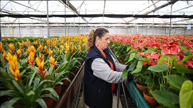 Çukurova'da çiçekler Sevgililer Günü'ne hazır