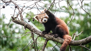 Bursa Hayvanat Bahçesi'nde kırmızı panda yavrularına özenle bakılıyor
