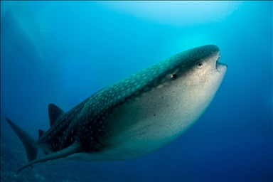 "قرش الحوت" يساهم بازدهار سياحة "الغوص" في جزر المالديف