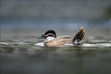 Редкие белоголовые савки замечены в турецком Коджаэли