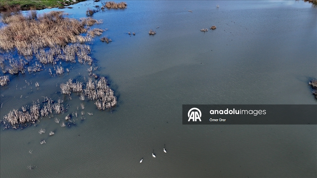 Göç yolunda yorgun düşen kuğular doğa koruma ekiplerinin gözetiminde