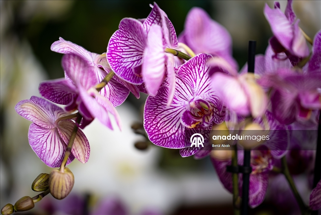 Sevgililer Günü dolayısıyla hazırlanan çiçekler raflardaki yerini aldı