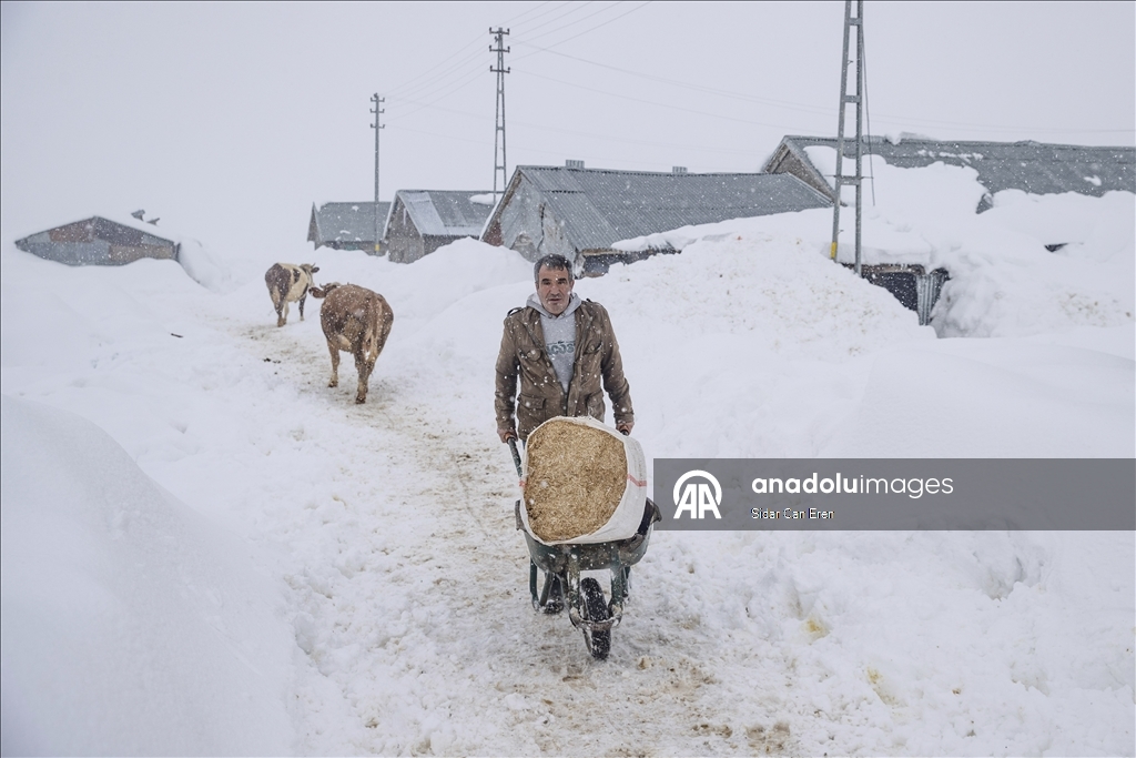 Kar kalınlığının 2,5 metreye ulaştığı Ovacık'ta besiciler zorlu kış şartlarına göğüs geriyor