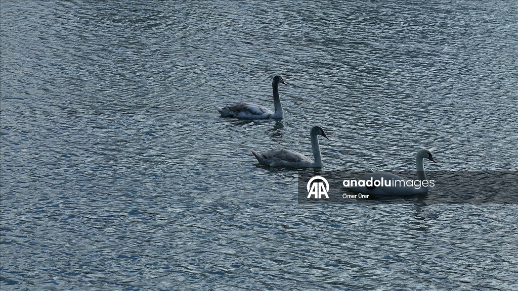 Göç yolunda yorgun düşen kuğular doğa koruma ekiplerinin gözetiminde