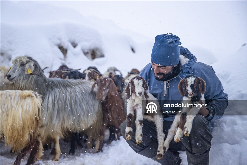 Kar kalınlığının 2,5 metreye ulaştığı Ovacık'ta besiciler zorlu kış şartlarına göğüs geriyor