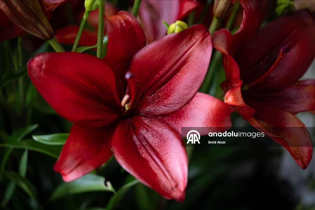 Sevgililer Günü dolayısıyla hazırlanan çiçekler raflardaki yerini aldı