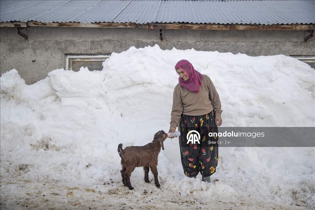 Kar kalınlığının 2,5 metreye ulaştığı Ovacık'ta besiciler zorlu kış şartlarına göğüs geriyor