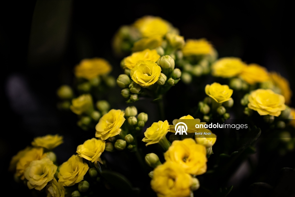 Sevgililer Günü dolayısıyla hazırlanan çiçekler raflardaki yerini aldı