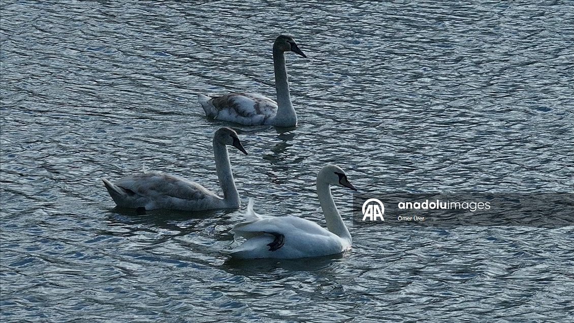 Göç yolunda yorgun düşen kuğular doğa koruma ekiplerinin gözetiminde