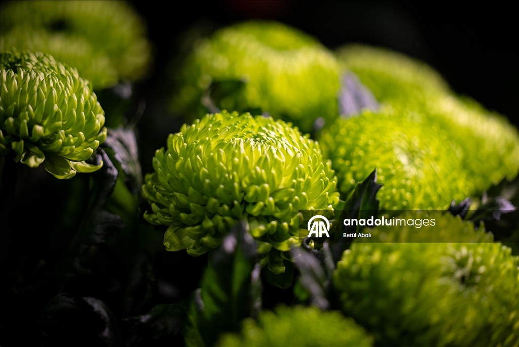 Sevgililer Günü dolayısıyla hazırlanan çiçekler raflardaki yerini aldı