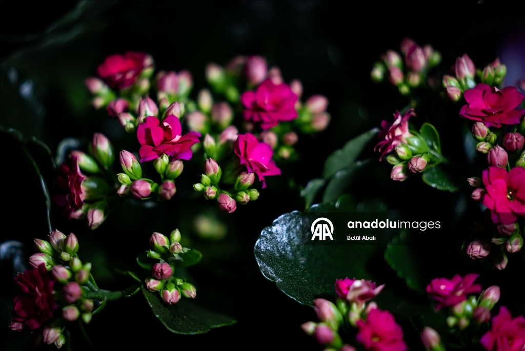 Sevgililer Günü dolayısıyla hazırlanan çiçekler raflardaki yerini aldı