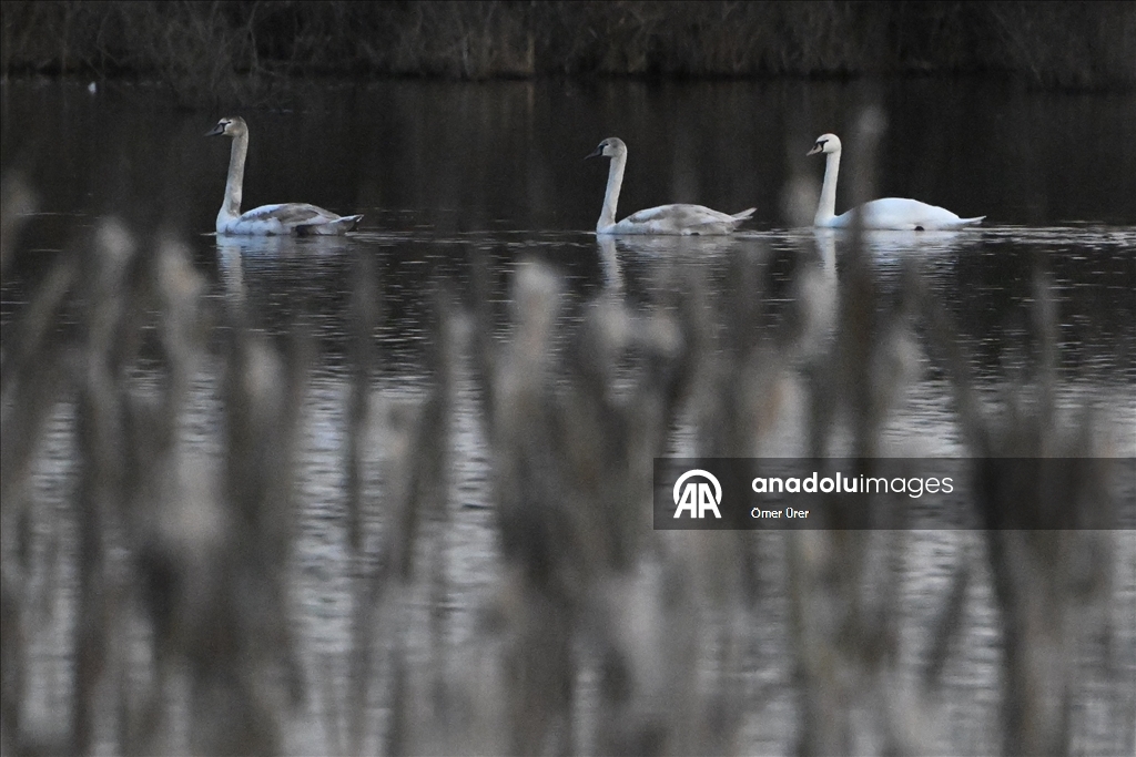 Göç yolunda yorgun düşen kuğular doğa koruma ekiplerinin gözetiminde