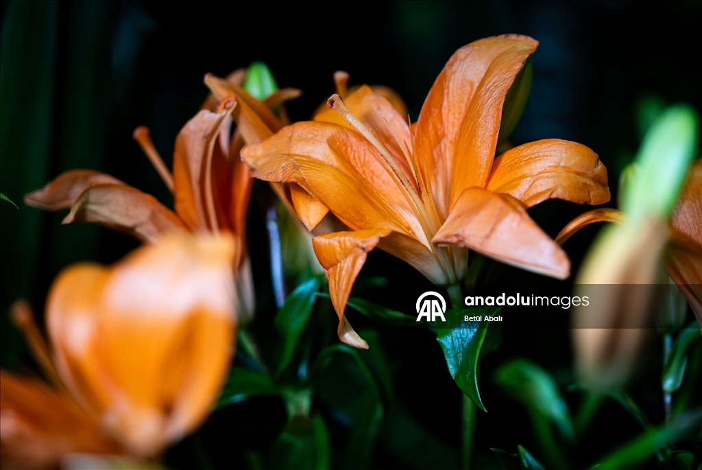 Sevgililer Günü dolayısıyla hazırlanan çiçekler raflardaki yerini aldı