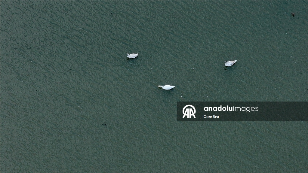 Göç yolunda yorgun düşen kuğular doğa koruma ekiplerinin gözetiminde