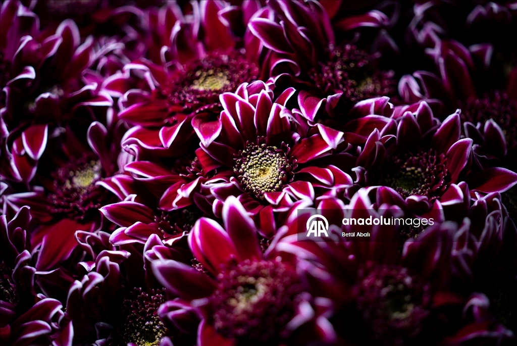 Sevgililer Günü dolayısıyla hazırlanan çiçekler raflardaki yerini aldı