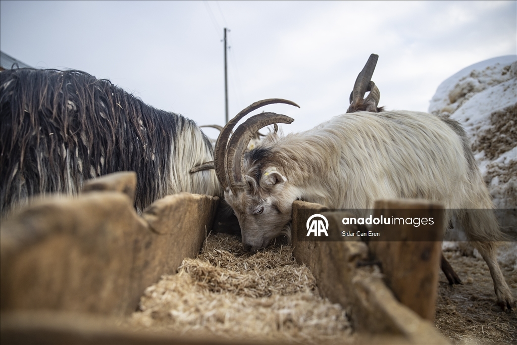Kar kalınlığının 2,5 metreye ulaştığı Ovacık'ta besiciler zorlu kış şartlarına göğüs geriyor
