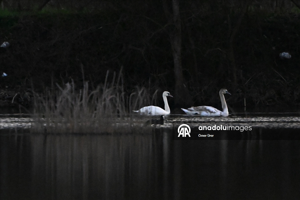 Göç yolunda yorgun düşen kuğular doğa koruma ekiplerinin gözetiminde