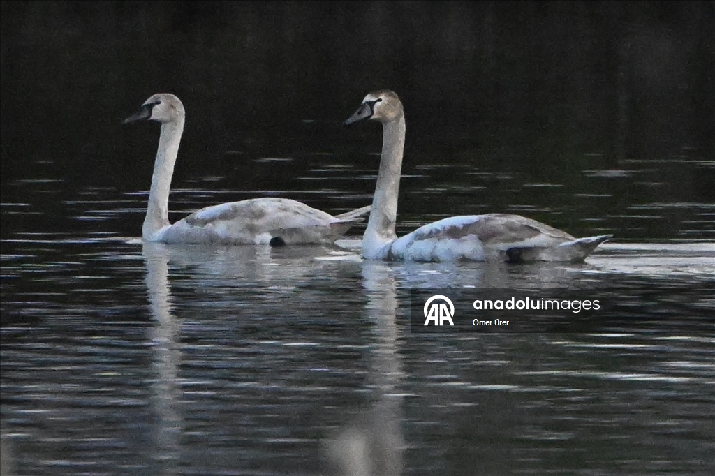 Göç yolunda yorgun düşen kuğular doğa koruma ekiplerinin gözetiminde