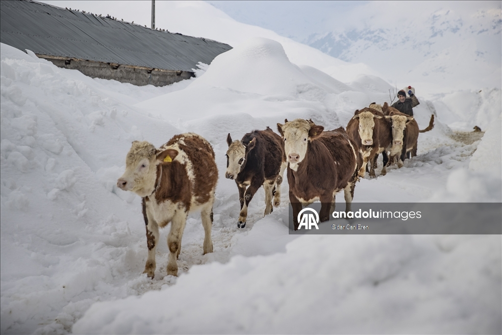 Kar kalınlığının 2,5 metreye ulaştığı Ovacık'ta besiciler zorlu kış şartlarına göğüs geriyor