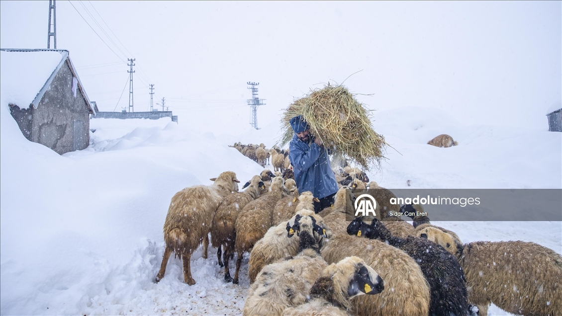 Kar kalınlığının 2,5 metreye ulaştığı Ovacık'ta besiciler zorlu kış şartlarına göğüs geriyor