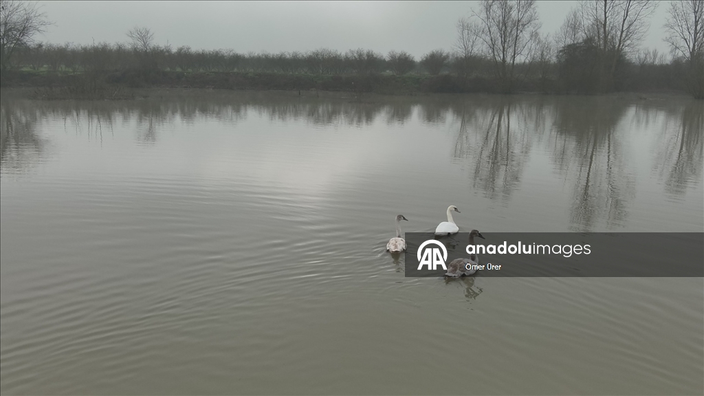 Göç yolunda yorgun düşen kuğular doğa koruma ekiplerinin gözetiminde