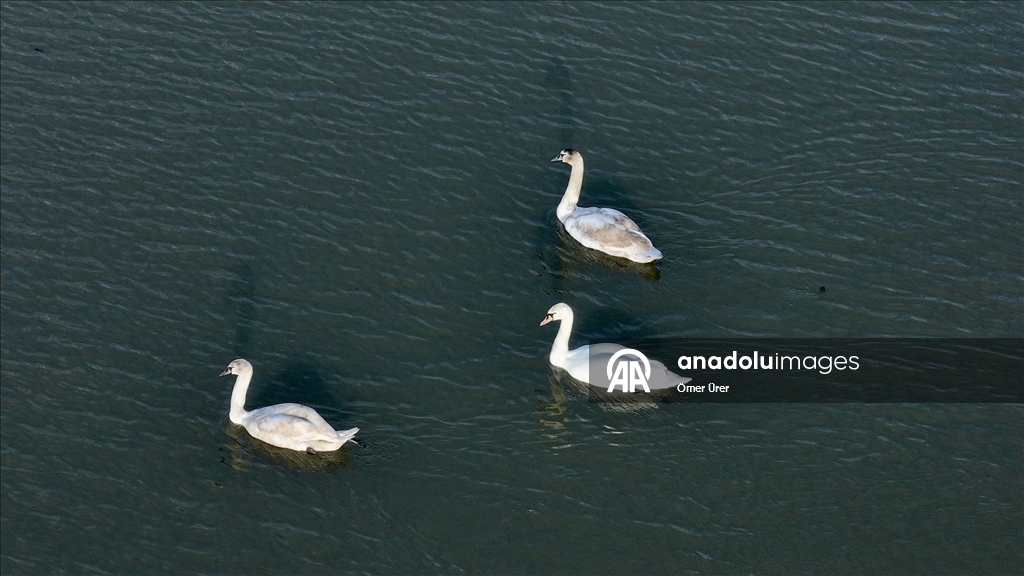 Göç yolunda yorgun düşen kuğular doğa koruma ekiplerinin gözetiminde