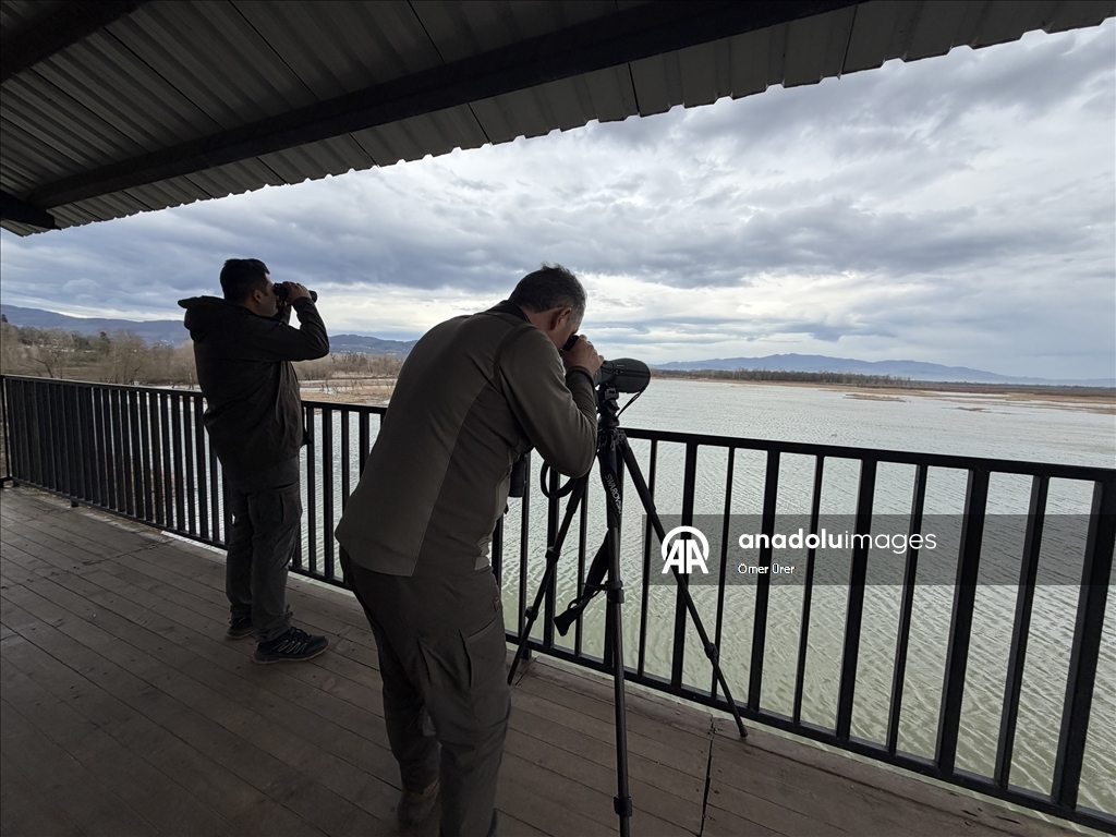 Göç yolunda yorgun düşen kuğular doğa koruma ekiplerinin gözetiminde