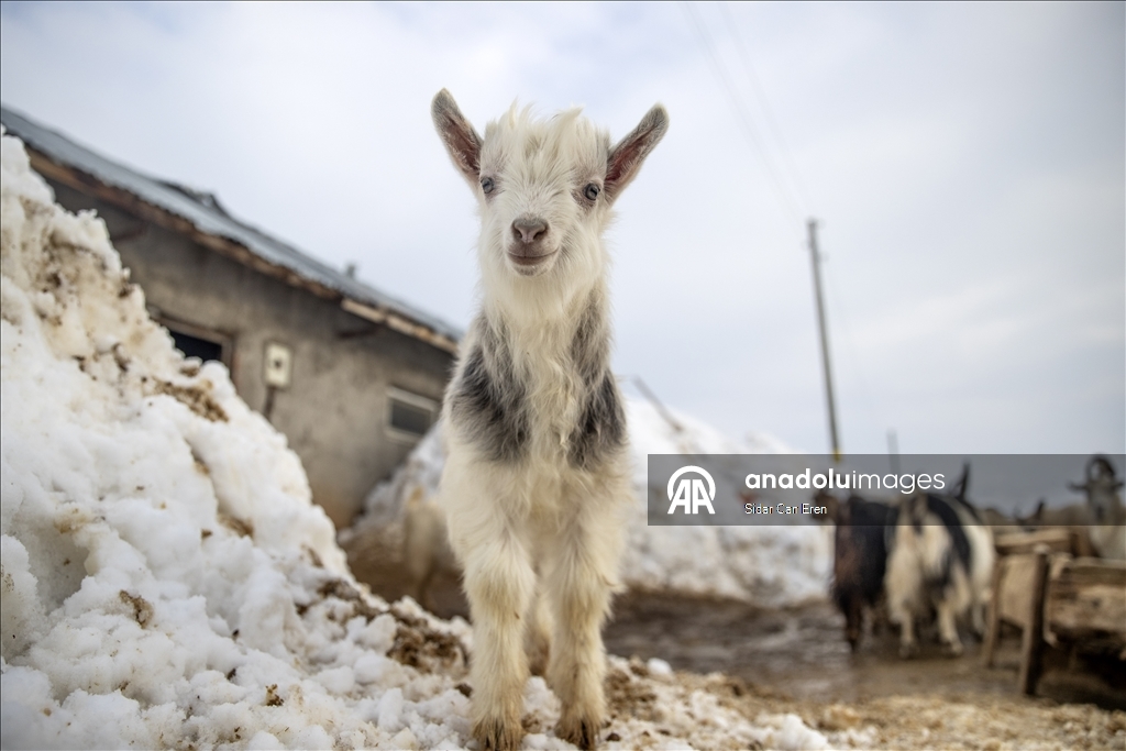 Kar kalınlığının 2,5 metreye ulaştığı Ovacık'ta besiciler zorlu kış şartlarına göğüs geriyor