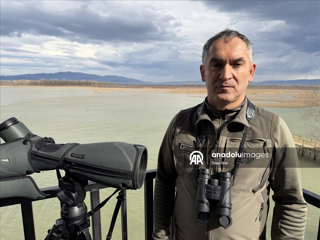 Göç yolunda yorgun düşen kuğular doğa koruma ekiplerinin gözetiminde