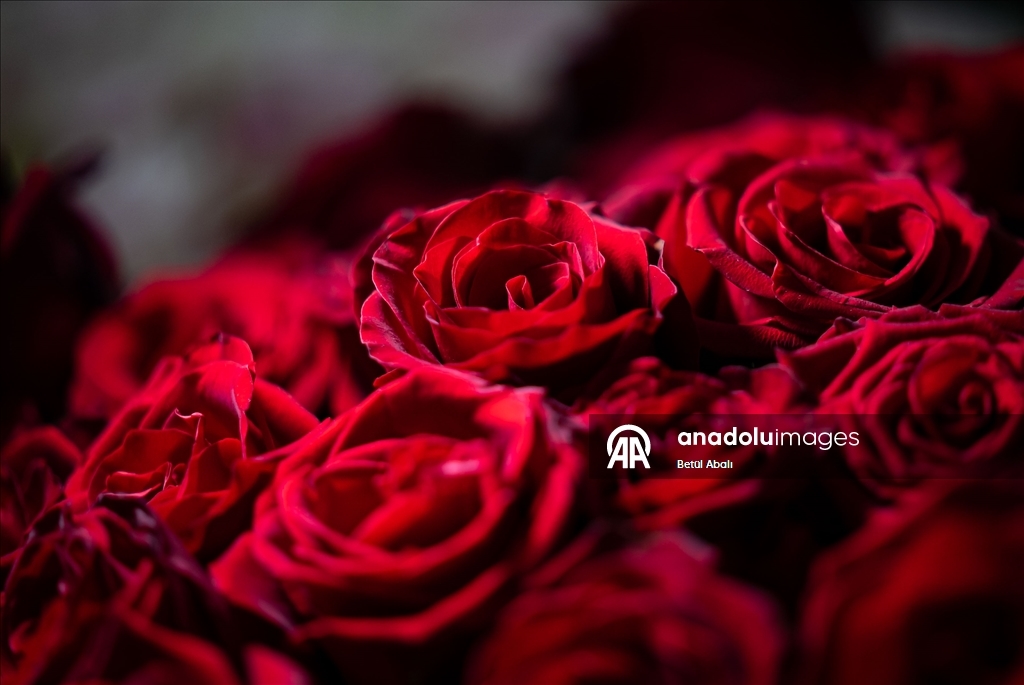 Sevgililer Günü dolayısıyla hazırlanan çiçekler raflardaki yerini aldı