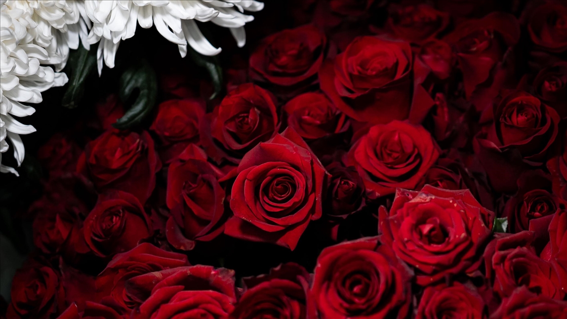 Sevgililer Günü dolayısıyla hazırlanan çiçekler raflardaki yerini aldı