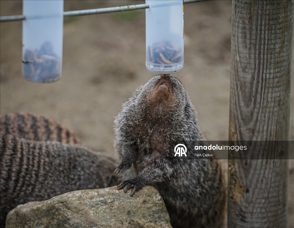 Bursa Hayvanat Bahçesi'nde sıcak iklim hayvanlarına kış bakımı