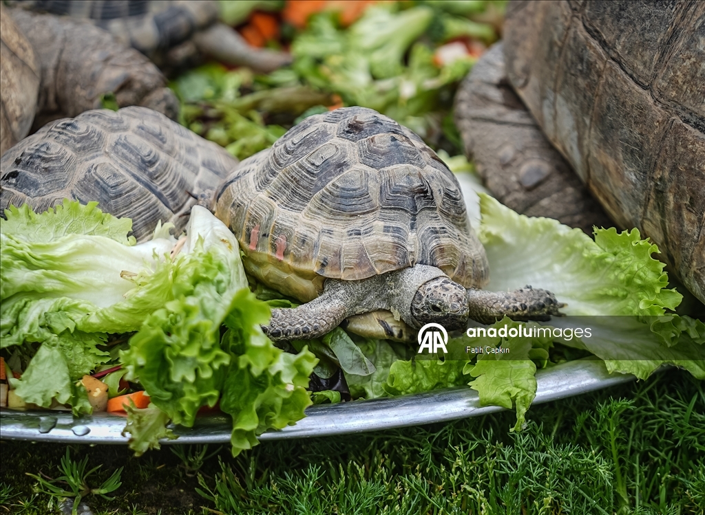 Bursa Hayvanat Bahçesi'nde sıcak iklim hayvanlarına kış bakımı