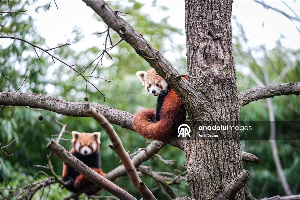 صغيرا باندا حمراء.. نجمان جديدان في حديقة تركية
