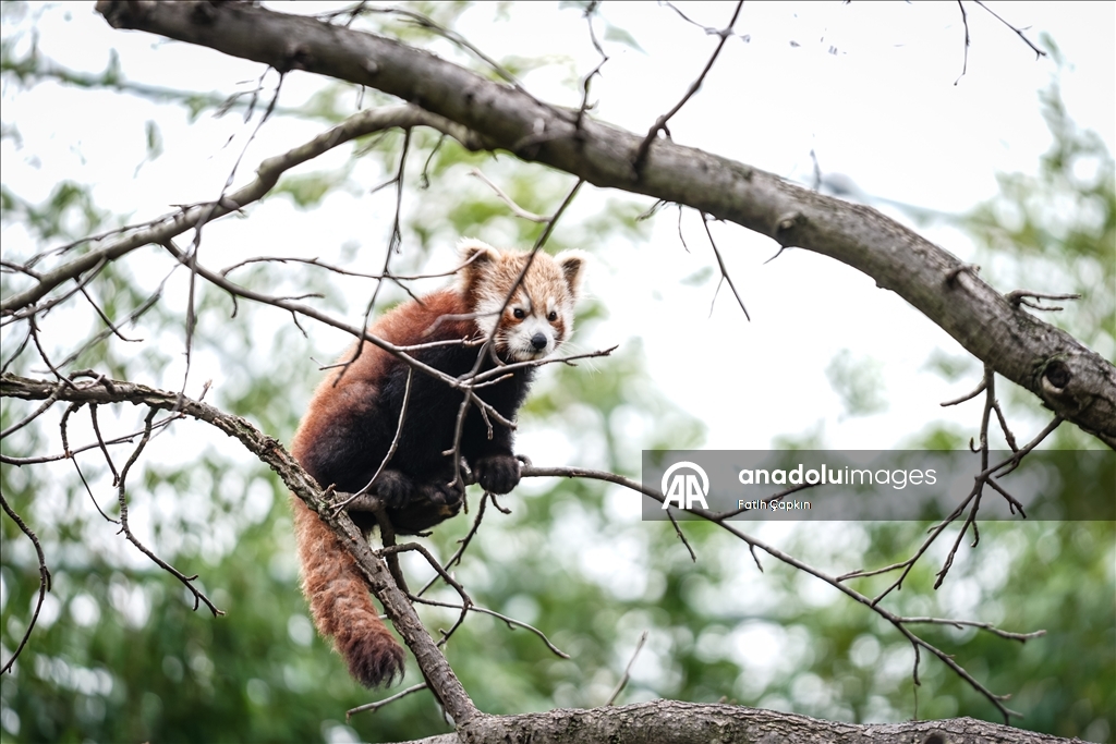 صغيرا باندا حمراء.. نجمان جديدان في حديقة تركية