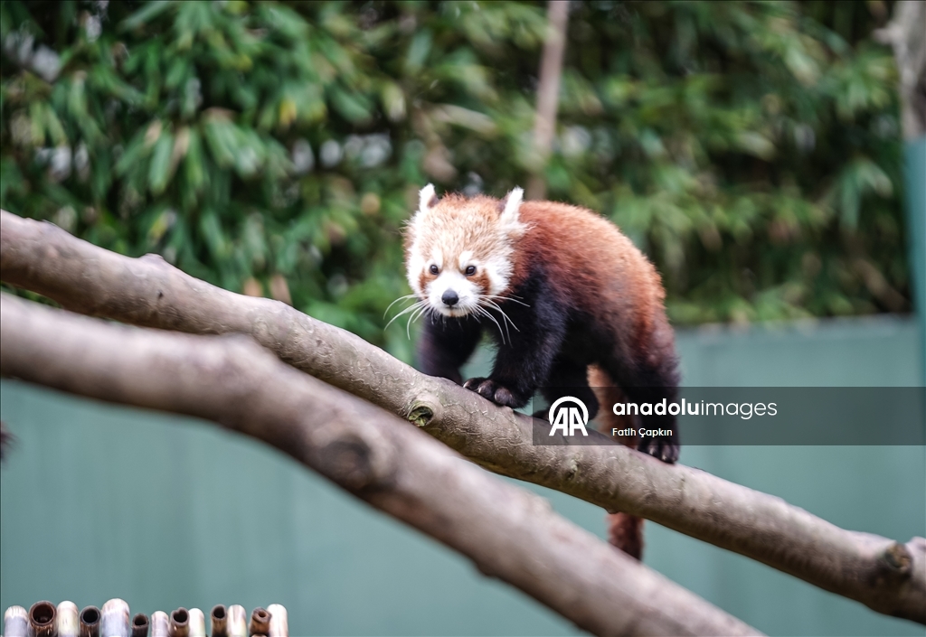 صغيرا باندا حمراء.. نجمان جديدان في حديقة تركية
