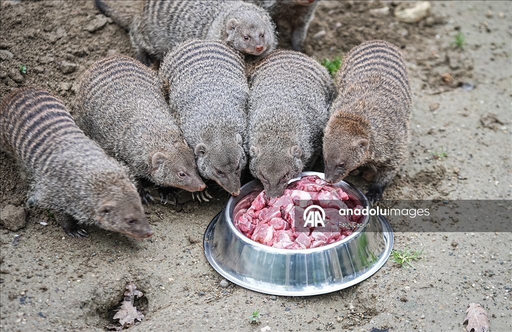 Bursa Hayvanat Bahçesi'nde sıcak iklim hayvanlarına kış bakımı
